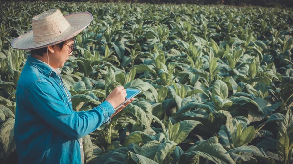 Tütün Bahçıvanı Elinde Tablet Tutuyor Tütün Sağlığını Denetliyor Tütünü Yetiştirme — Stok fotoğraf