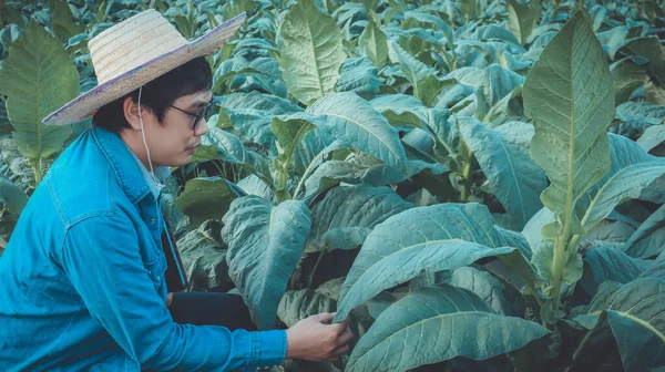 Tütün Bahçıvanı Elinde Tablet Tutuyor Tütün Sağlığını Denetliyor Tütünü Yetiştirme — Stok fotoğraf