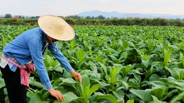 Horticultor Tabaco Segurando Tablet Inspecionando Saúde Tabaco Para Coletar Dados — Fotografia de Stock