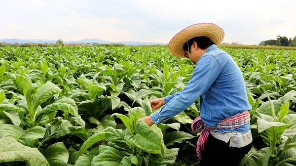 Horticultor Tabaco Segurando Tablet Inspecionando Saúde Tabaco Para Coletar Dados — Fotografia de Stock