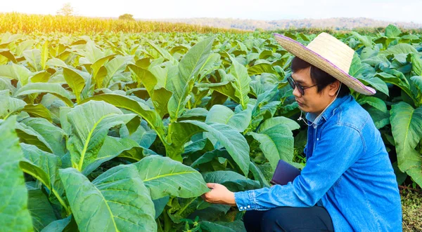 Tabaco Horticultor Sosteniendo Tableta Inspeccionando Salud Del Tabaco Para Recoger —  Fotos de Stock
