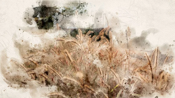 Tüylü Pennisetum çiçeklerinin sanatsal resmi 