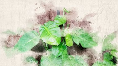 Scindapsus aureus 'un sanatsal tablosu