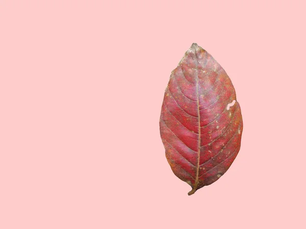 Geïsoleerde Lagerstroemia Speciosa Blad Roze Achtergrond Met Clipping Pad — Stockfoto