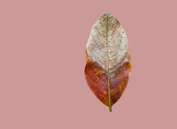 Hoja Aislada Lagerstroemia Speciosa Sobre Fondo Rosa Con Ruta Recorte — Foto de Stock