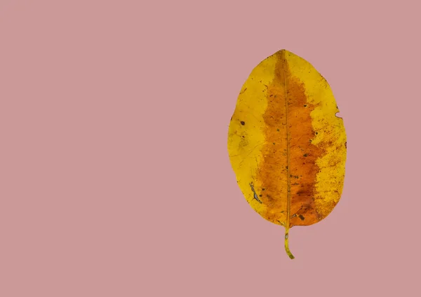 Feuille Bois Balle Jaune Tropical Isolée Avec Chemin Coupe Sur — Photo