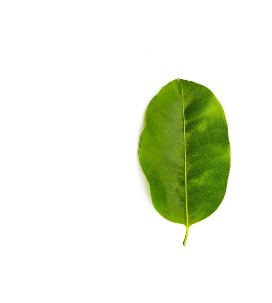 Feuille Bois Tropicale Bullet Isolée Avec Chemin Coupe Sur Fond — Photo