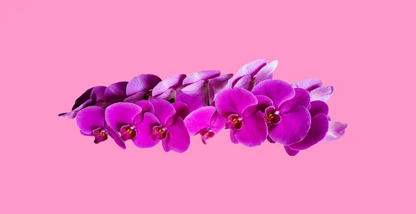 Phalaenopsis Moth Orchids Isolated Clipping Path Purple Background — Stock Photo, Image