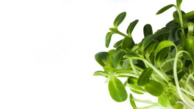 İzole edilmiş yeşil ayçiçeği, organik sağlıklı yiyecekler için beyaz arka planda filizleniyor. 