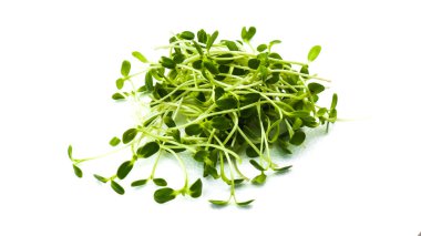 İzole edilmiş yeşil ayçiçeği, organik sağlıklı yiyecekler için beyaz arka planda filizleniyor. 