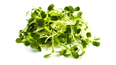 İzole edilmiş yeşil ayçiçeği, organik sağlıklı yiyecekler için beyaz arka planda filizleniyor. 