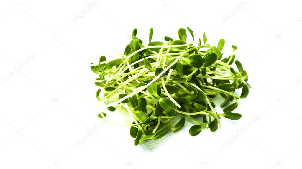 Isolated green sunflower sprout on white background concept for organic healthy food 