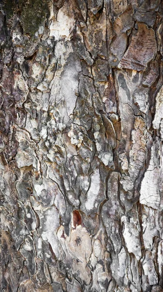 Textur Der Grauen Regenbaumrinde — Stockfoto