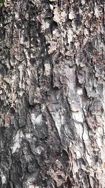 Textura Praskliny Šedý Déšť Strom Kůra — Stock fotografie