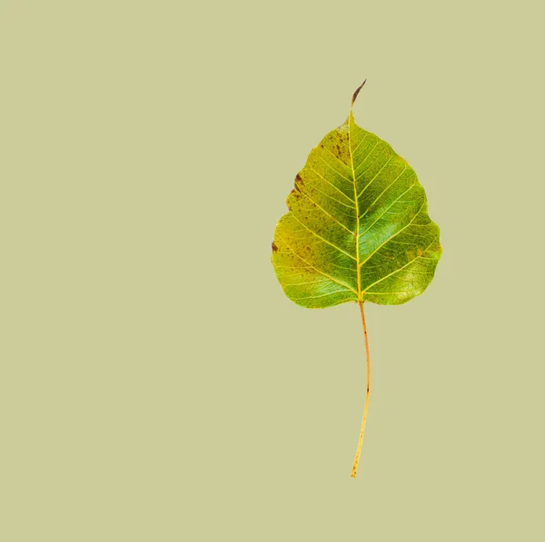 Hoja Aislada Bodhi Amarillento Con Camino Recorte — Foto de Stock