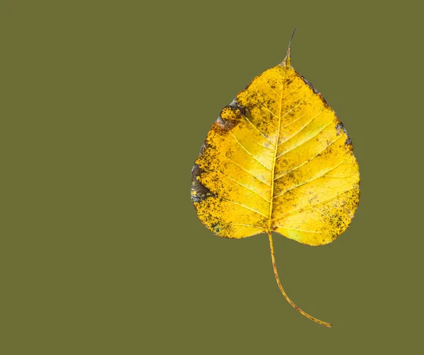 切り出しパスを持つ孤立した黄色の菩提樹の葉 — ストック写真