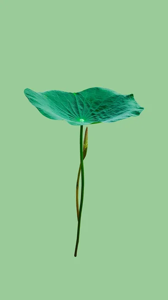 Μεμονωμένα Φύλλα Νούφαρου Πράσινο Φόντο Μονοπάτι Αποκοπής Εικόνα Αρχείου