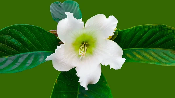 Neznámá Bílá Květina Oříznutou Cestou Zeleném Pozadí — Stock fotografie