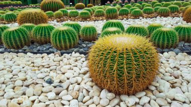 Kayalık zeminde Altın Fıçı Kaktüsü