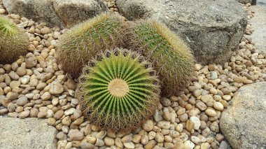 Kayalık zeminde Altın Fıçı Kaktüsü