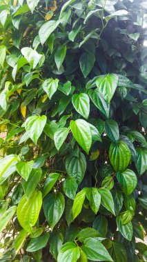 Yeşil Betel yaprakları.