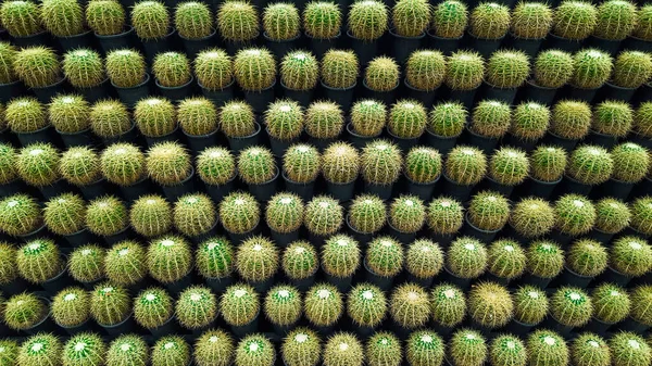 Zlatý Sud Kaktus Zdi — Stock fotografie