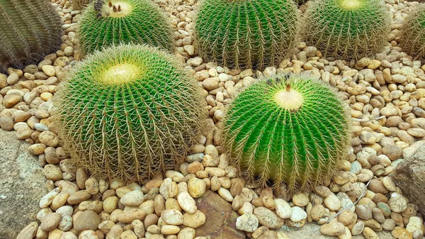 Golden Barrel Cactus Rocky Ground — Stock Photo, Image