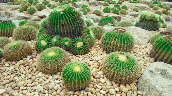 Golden Barrel Cactus Rocky Ground — Stock Photo, Image