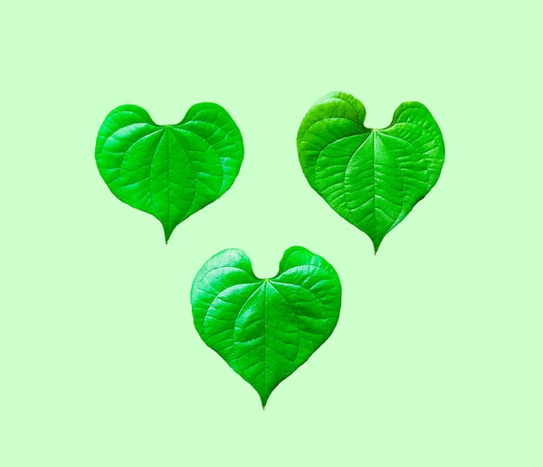 Folhas Isoladas Forma Coração Com Caminho Recorte Fundo Verde — Fotografia de Stock