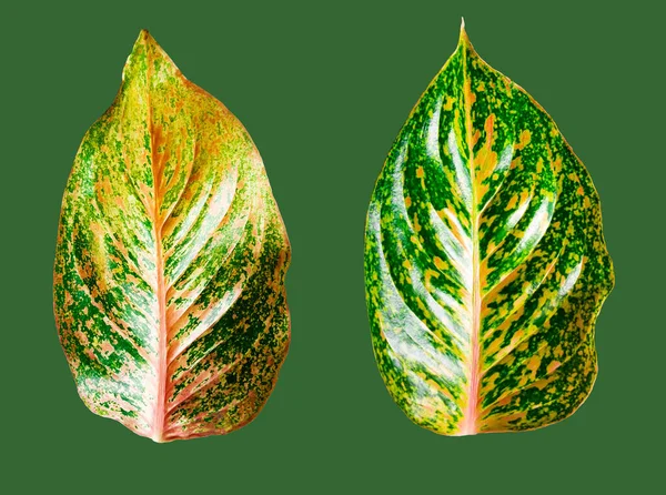 Folhas Extravagantes Isoladas Com Caminho Recorte Fundo Verde — Fotografia de Stock