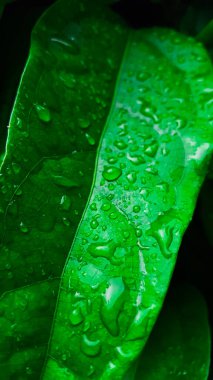 Yeşil yaprağın üzerindeki temiz su damlalarını kapat