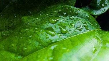 Yeşil yaprağın üzerindeki temiz su damlalarını kapat