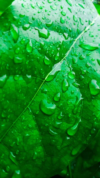 Close Clear Water Drops Green Leaf — Stock Photo, Image