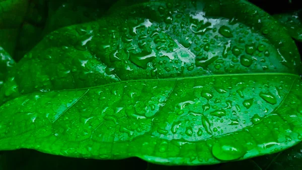 Cerrar Gotas Agua Clara Hoja Verde —  Fotos de Stock