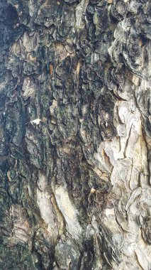 Koyu gri ağaç kabuğu dokusu arkaplanı
