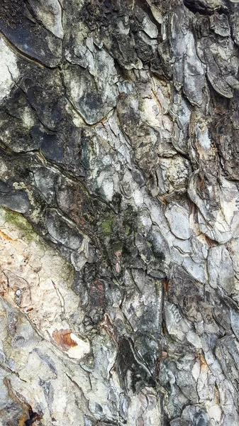 Dark Gray Tree Bark Texture Background — Stock Photo, Image
