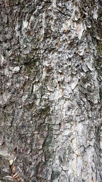 Tmavě Šedá Strom Kůra Textura Pozadí — Stock fotografie