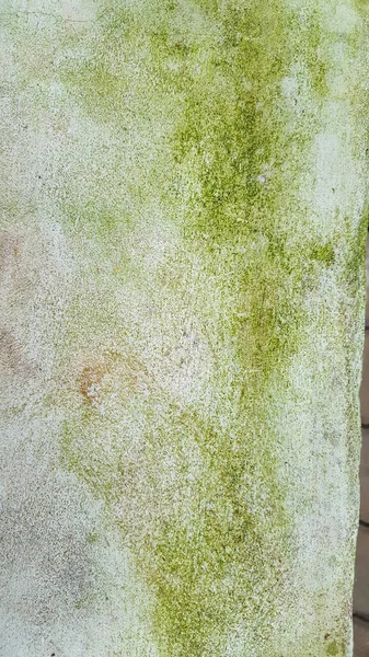 Πράσινα Βρύα Τσιμεντένια Υφή — Φωτογραφία Αρχείου
