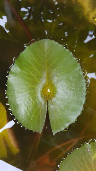 睡蓮の葉を水に閉じます — ストック写真