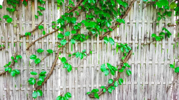 Green vines cover weaved dry gray bamboo wall which is used for long period of time