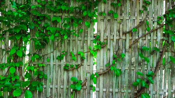 Зеленые Лозы Покрывают Тканые Сухие Серые Бамбуковые Стены Которые Используются — стоковое фото