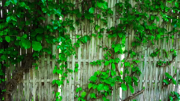 Green Vines Cover Weaved Dry Gray Bamboo Wall Which Used — Fotografia de Stock