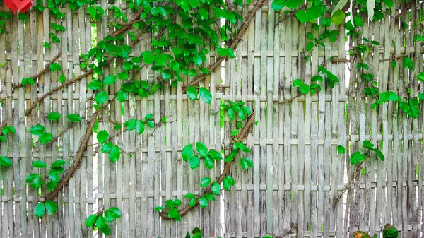 Green Vines Cover Weaved Dry Gray Bamboo Wall Which Used — Photo
