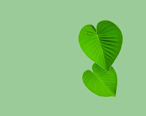 Folhas Forma Coração Verde Com Caminho Recorte Fundo Verde — Fotografia de Stock