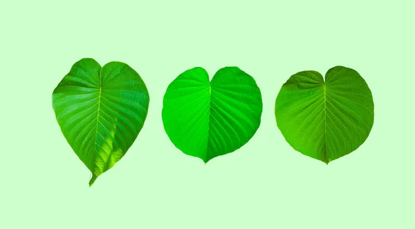 Foglie Forma Cuore Verde Con Percorso Ritaglio Sfondo Verde — Foto Stock