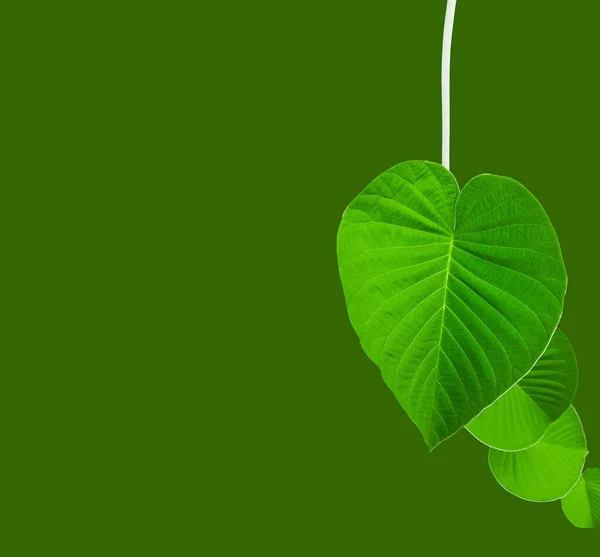 Green heart shape leaves with clipping path on green background