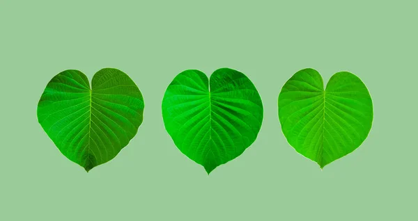 Green heart shape leaves with clipping path on green background