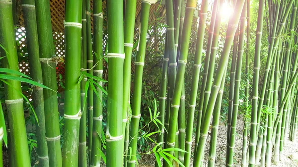 Green bamboo trees edit with the sun light concept for keeping calm, natural, freshener and bamboo industrial