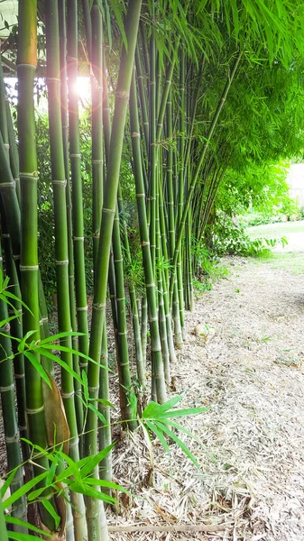 Green bamboo trees edit with the sun light concept for keeping calm, natural, freshener and bamboo industrial