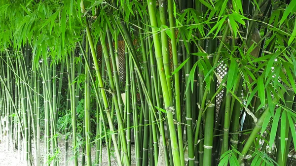 Grünes Bambusbaumkonzept Für Ruhe Natürlichkeit Erfrischung Und Industrielle Bambusproduktion — Stockfoto